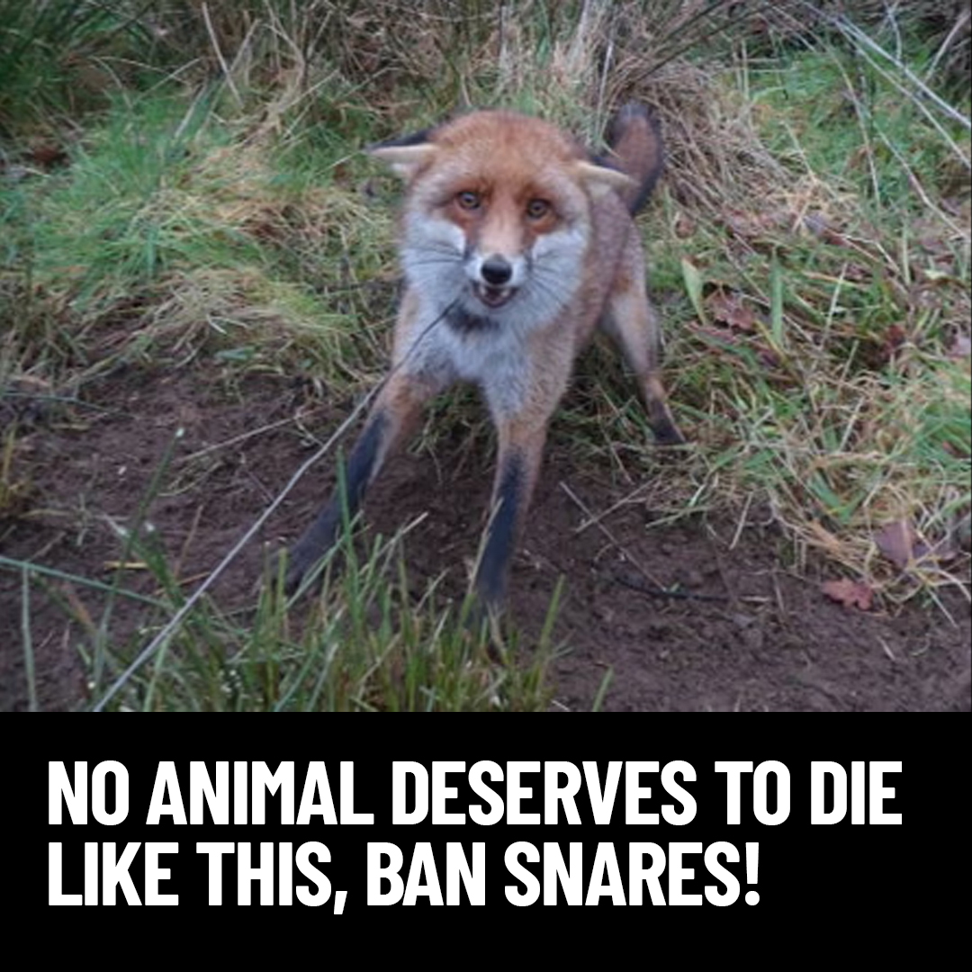 ProtectTheWild_'s tweet photo. Snares are still legal in England! Why can't we follow suit with Wales and Scotland and ban these death traps once and for all? https://t.co/usDLcJRxXG