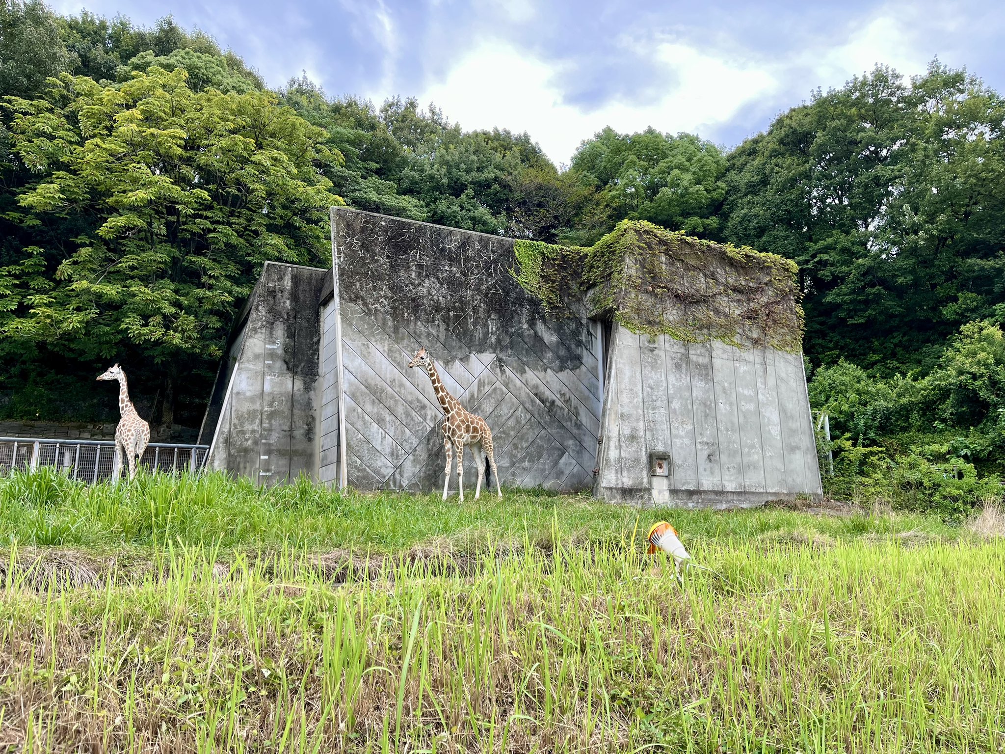 動作やや難あり　こぐまの音楽隊 動作やや難あり こぐまの音楽隊