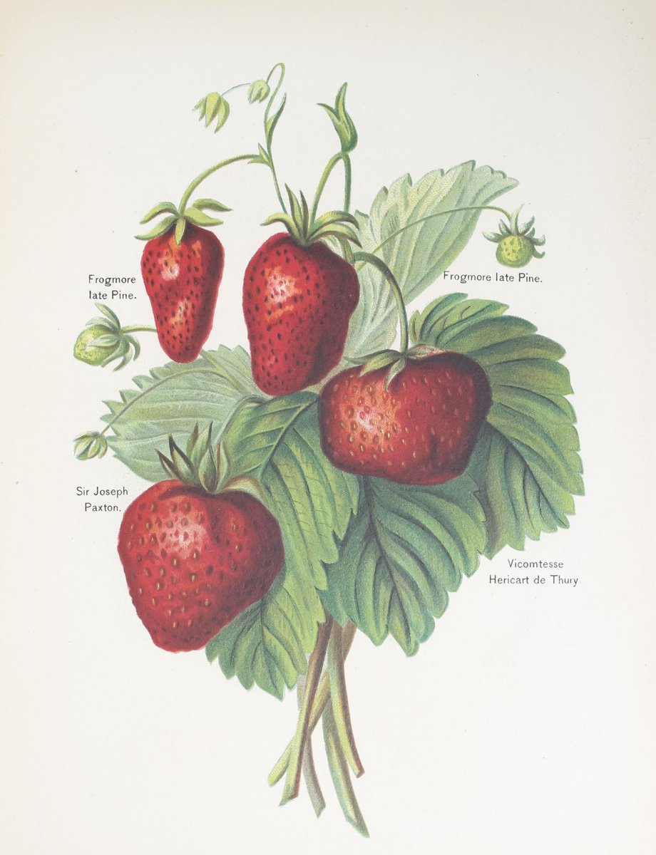 Stunning plates in The Fruit Growers Guide to be offered in The Collectors Sale on 17th September ⁦<a href="/VisitChis/">Visit Chislehurst</a>⁩