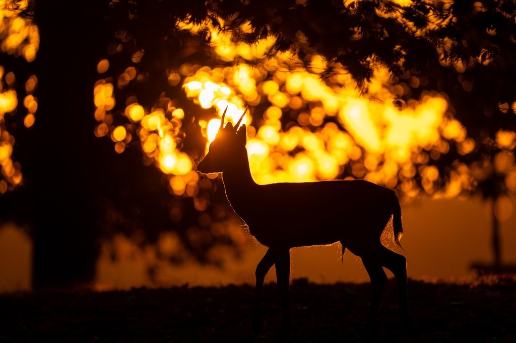 British Wildlife Photography Awards tweet media