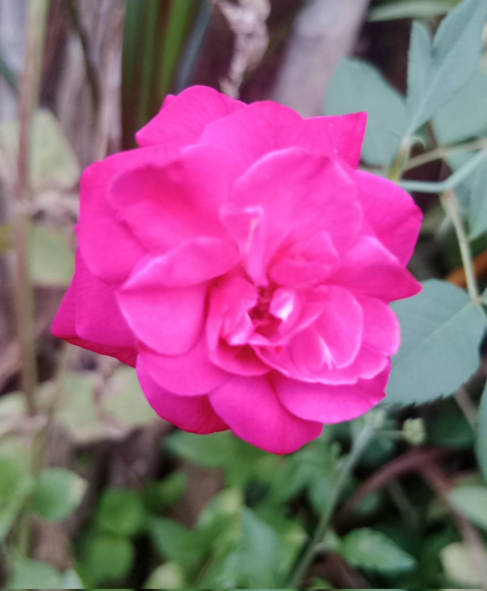 AKIMBO_888's tweet photo. #pinkonwednesday
#roseonwednesday
A blessed and vibrant pink/rose on Wednesday to us all.
Hydrate. ๐ฐ
Stay safe everyone. ๐๐ค๐๐ซก๐ https://t.co/yoifvRBaJb