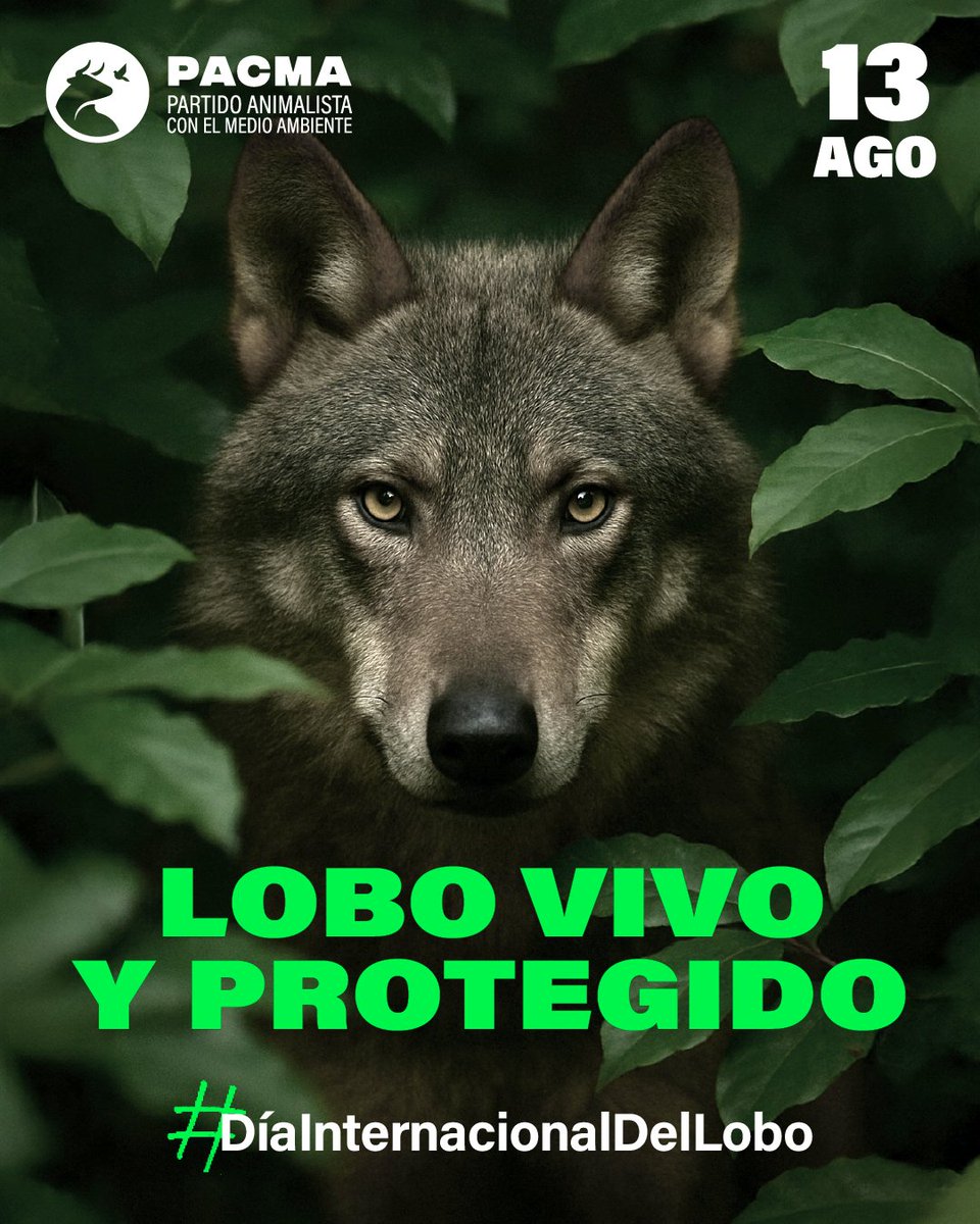 🐺Este año aullemos más alto que nunca en el #DíaInternacionalDelLobo después de que este indispensable mamífero haya sido sacado del LESPRE al norte del Duero.

💔Los pistoleros y los ganaderos quieren acabar con el lobo. No podemos permitirlo.

💚Los lobos equilibran nuestros