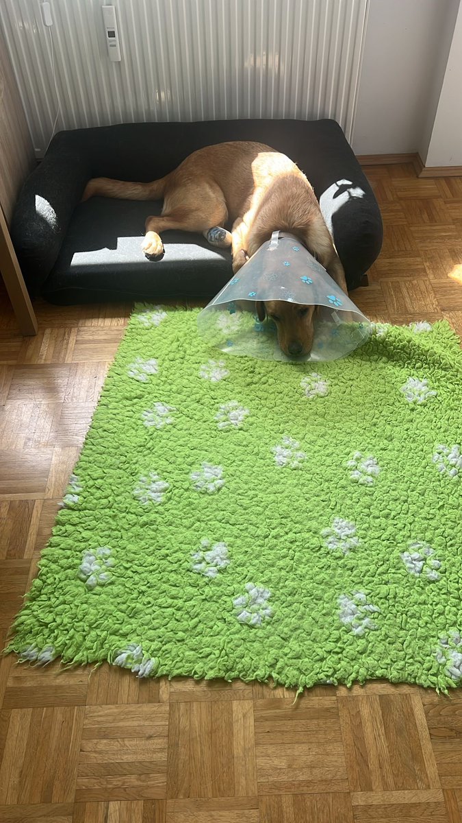 Grüße aus dem Krankenlager. 
Adam hat sich heute morgen beim Spielen mit Armani seine Pfote aufgeschlitzt und musste operiert werden. 

🦮🦮💚💚
##DieSchneehunde