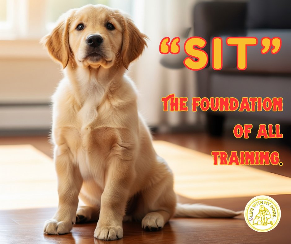 LifeWithMyDogs9's tweet photo. The first word every pup should learn? You guessed it. 👇

"Sit" is more than a trick! It's a polite greeting and a way to manage excitement. A calm sit is the start of a well-behaved pup. 🐾👍

 #dogtraining #sitcommand #dogtips #puppytraining #dogcommands https://t.co/ISOxeSZkrg