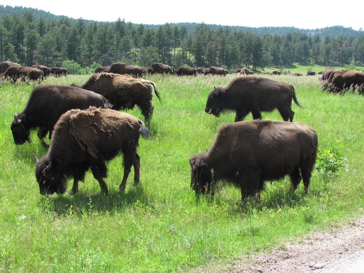 #WildlifeWednesday #Bison at #CusterStatePark in South Dakota. #KempOutside #PicOfTheDay #Buffalo