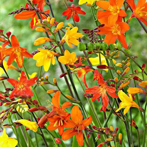BeejwalaIndia's tweet photo. Buy Crocosmia Montbretia Any Color Flower Bulb Pack
https://t.co/J0fmsavnbj

🎁 SPECIAL OFFER: Up to 90% off  
👉 https://t.co/qkdEnDEzlA
📦 Dispatch in 1 - 2 Days
#beejwala #Crocosmia #Flower_Bulb #garden #gardening https://t.co/tTMNBelQpz
