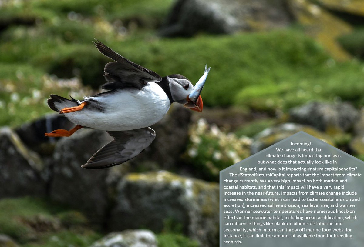 Climate change impacts put all marine and coastal benefits (e.g. #floodprotection, #climateregulation) at risk and <a href="/NaturalEngland/">Natural England</a>'s #StateofNaturalCapital reports they will have a very rapid increase in the near-future. (1/2)
tinyurl.com/c3urdzkx
📸: Sharon Watters, Unsplash