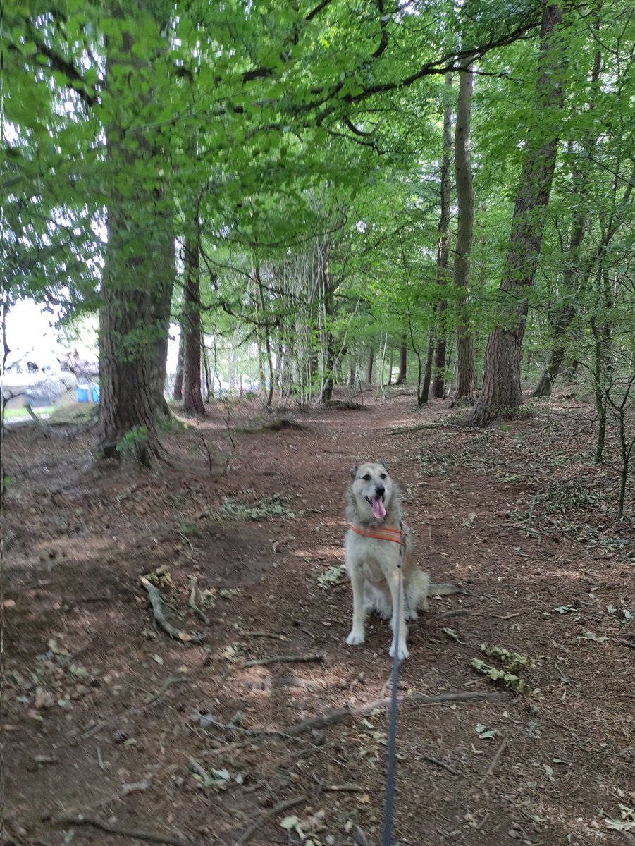 Kate's wood this morning 😍