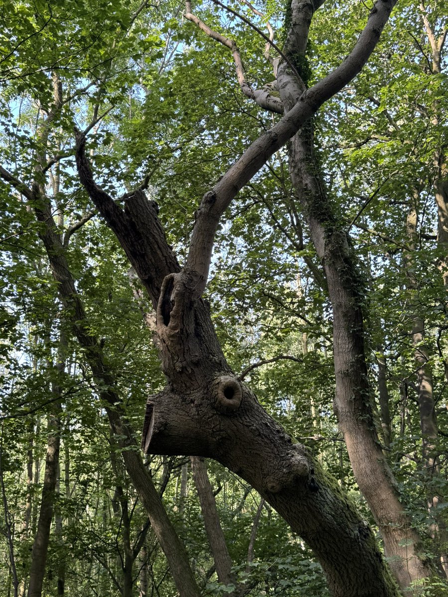 An early morning walk before it gets too hot, shaded pathways and a tree that looks like a stag 😊 #TreeClub