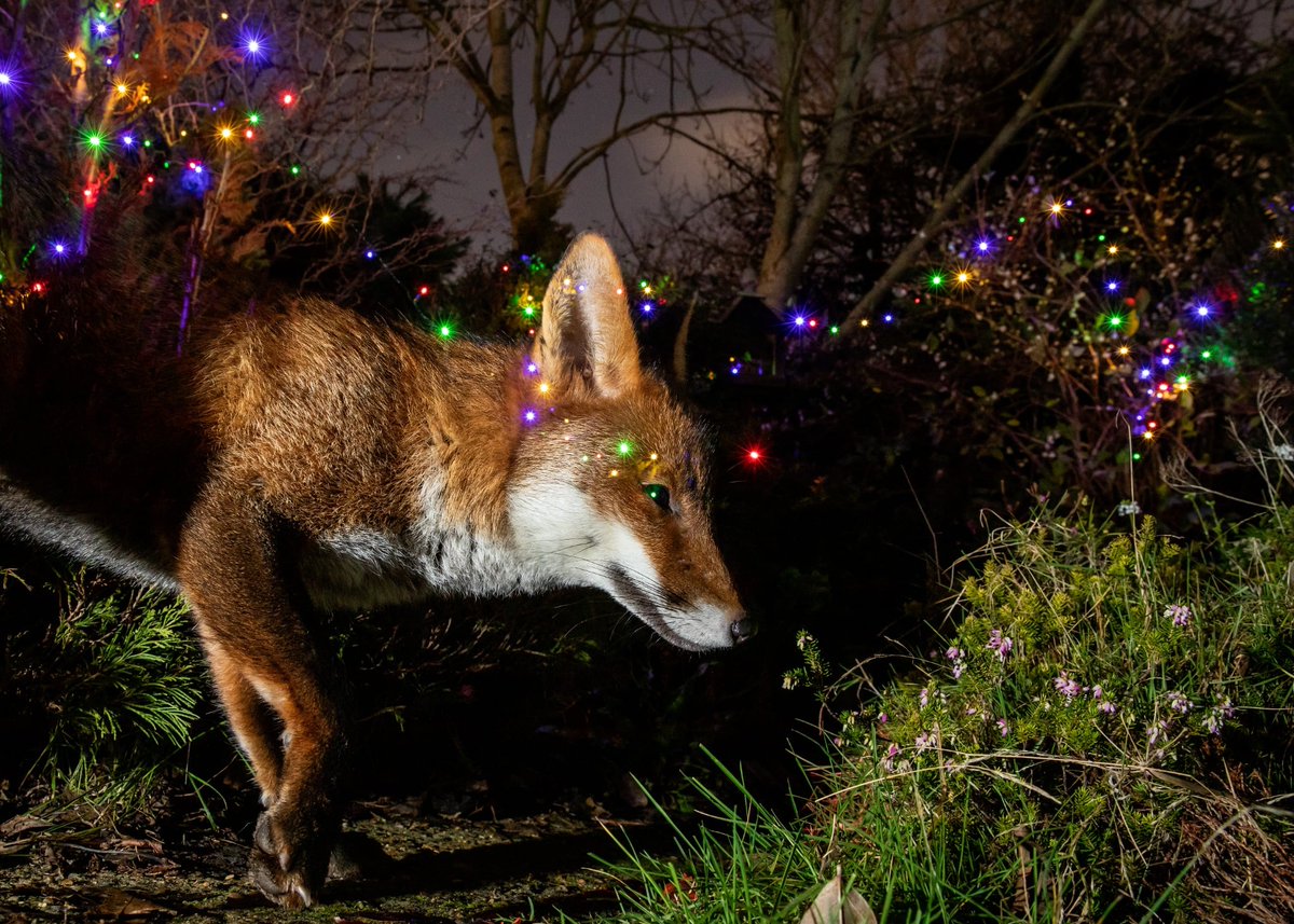 British Wildlife Photography Awards tweet media