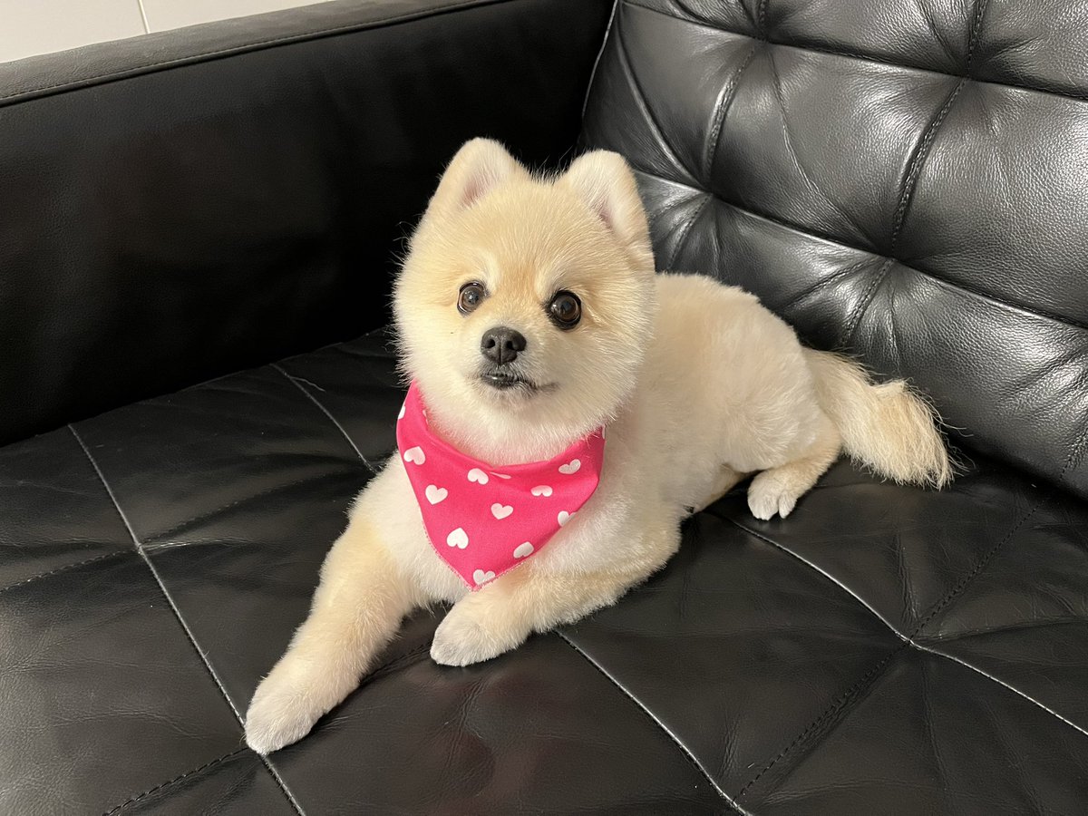 きょうりゅう🕶 tweet media