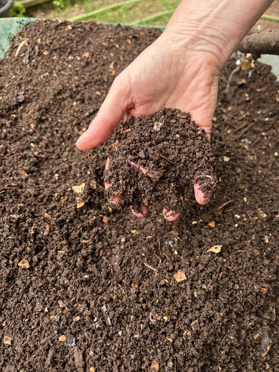 victormassip's tweet photo. Aujourd'hui, récolte du compost et amendement du potager.
https://t.co/bVg5gqh68X https://t.co/iPBPsr4W2B