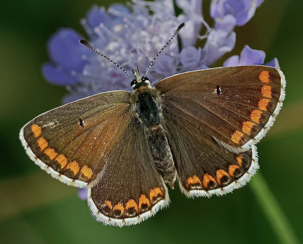 nikols_steve's tweet photo. Brown Argus, Aston Rowant NNR. @RowantNNR @UpperThamesBC @savebutterflies https://t.co/JkG25wN8LQ