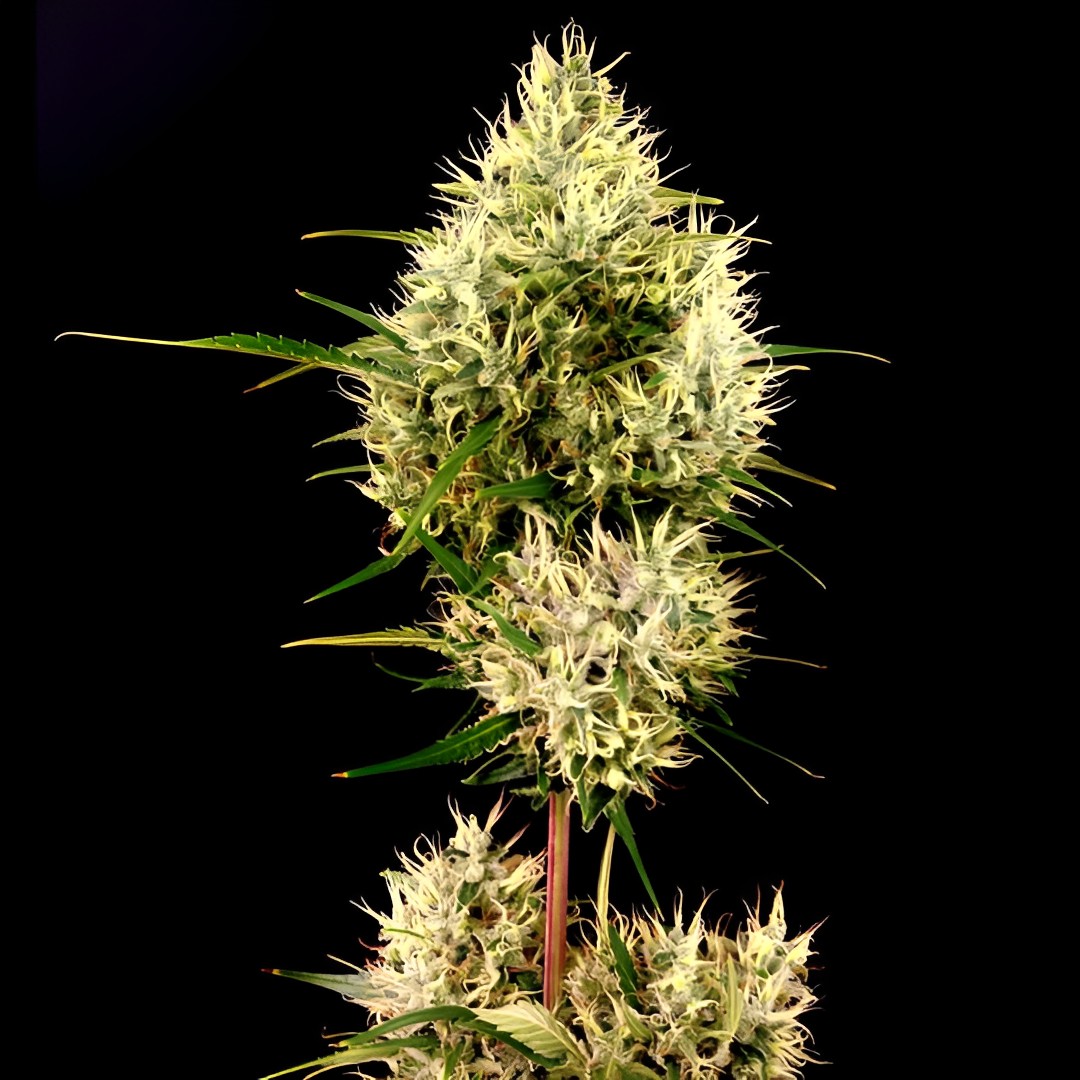 Cannabis growers on X check out this gem... a 𝗟𝗮𝗿𝗲𝗶𝗿𝗮 Feminized in full development with trichomes starting to shine and a structure that promises a lot.

It’s not ready for harvest yet but with patience and care it will become an unforgettable beauty.

To take your