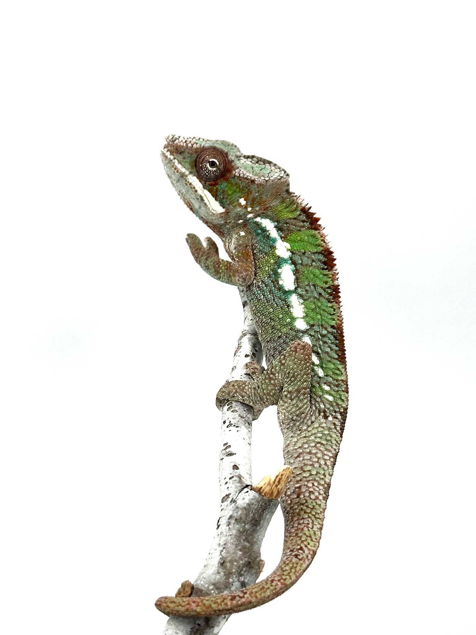 ライフフォース🦎9/20,21 なごレプ on X: 