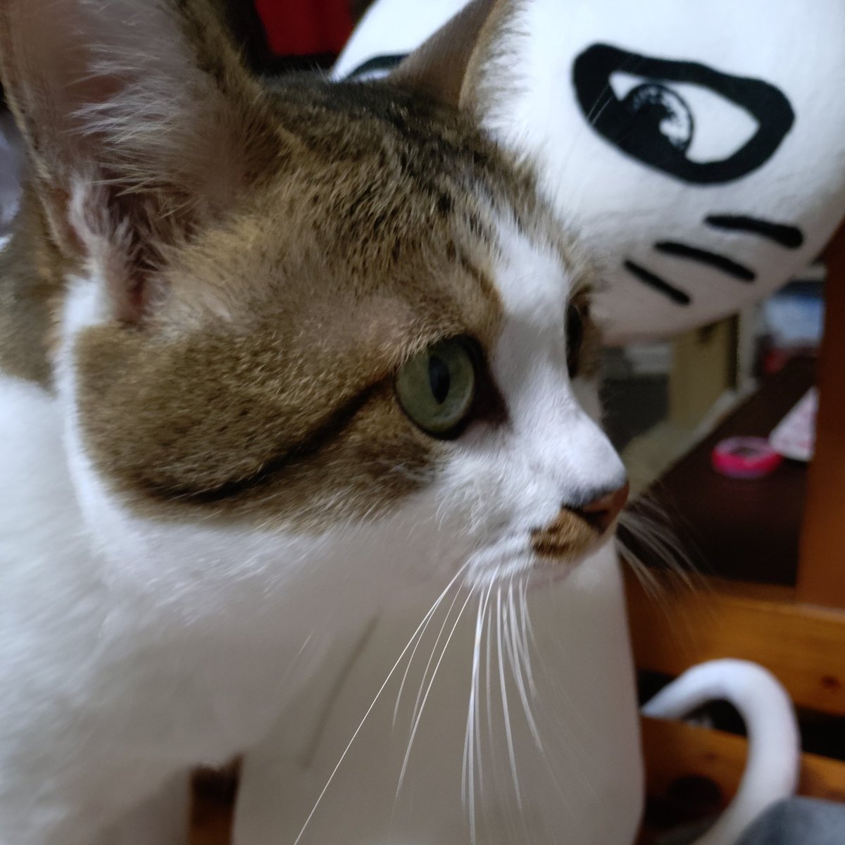 今日はウチのネコちゃんの４才
の誕生日。７ヶ月の時に家族に
迎えたけど最初は大変だった
今は名前を呼べば走って来るし
私にくっついてきてかわいい

誕生日のプレゼントはどうしよう？
ウチの娘と息子は40歳を過ぎても　
姉弟で結託して現金を要求して
くるけどネコちゃんはチュールで
いいよね😺