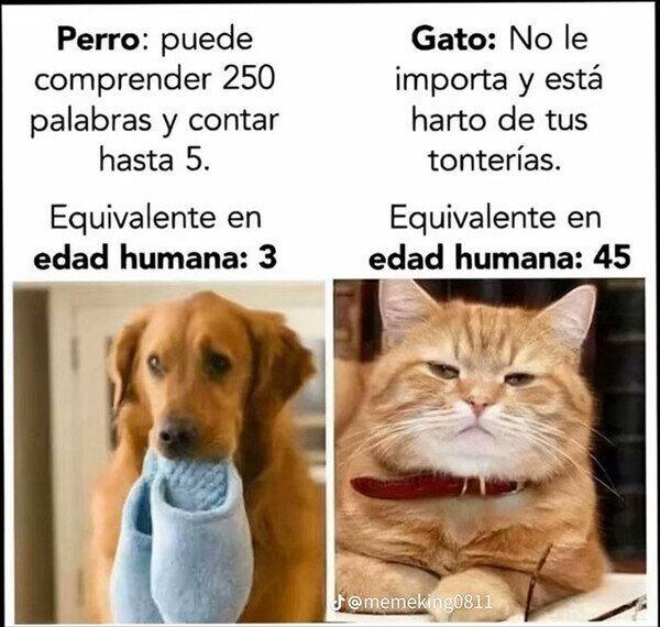 Ⓜⓔⓝⓖⓐⓝⓞ Ⓓⓔ Ⓣⓐⓛ (@catplayerchess) on Twitter photo 