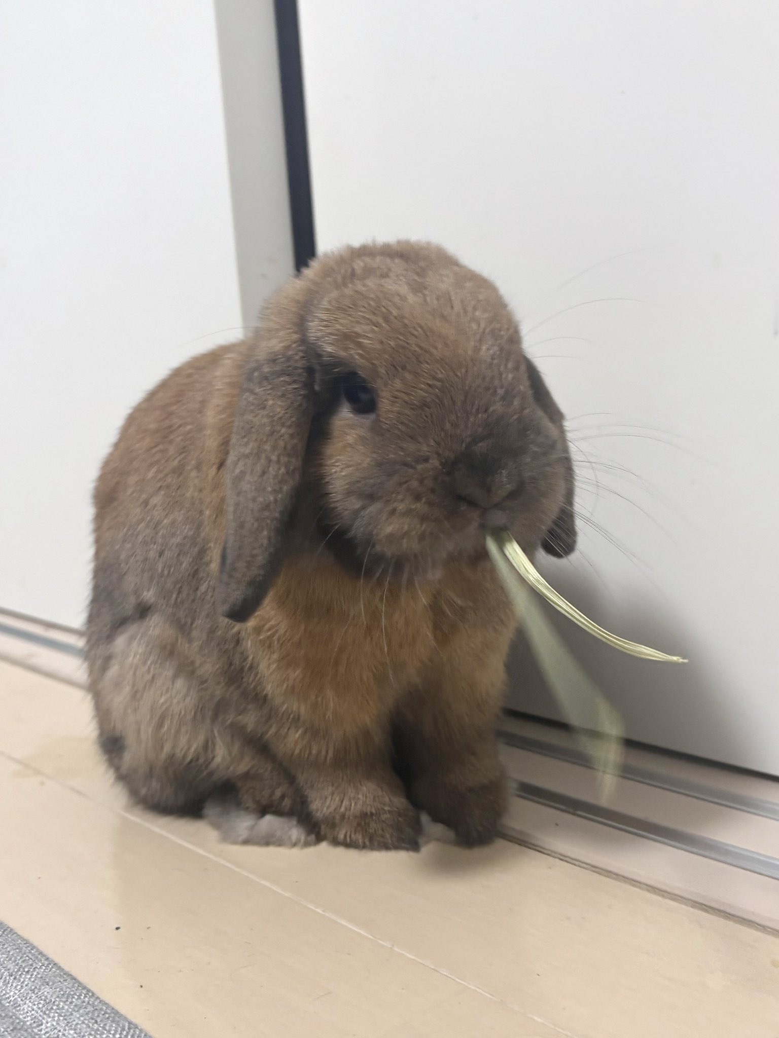 ひろうさ！ CUTE キュート販売 ぬいぐるみ こうさぎ うすピンク F0248