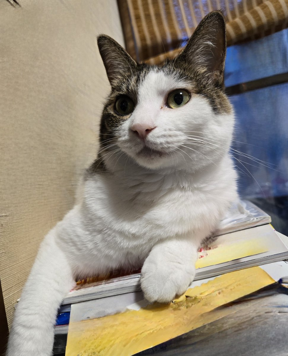 dolphinkicks's tweet photo. 貫禄ありなガブちゃん🤭
#ねこ  #ねこすたぐらむ  #ねこのいる生活  #ねこ写真  猫  #猫スタグラム  #猫のいる暮らし  #猫写真  #cats #catstagram  #catlover  #catlife  #dolphinkicks  #HumanErrorRecovery
 https://t.co/rjzIkBc3Mv https://t.co/CYkDCssJ1D