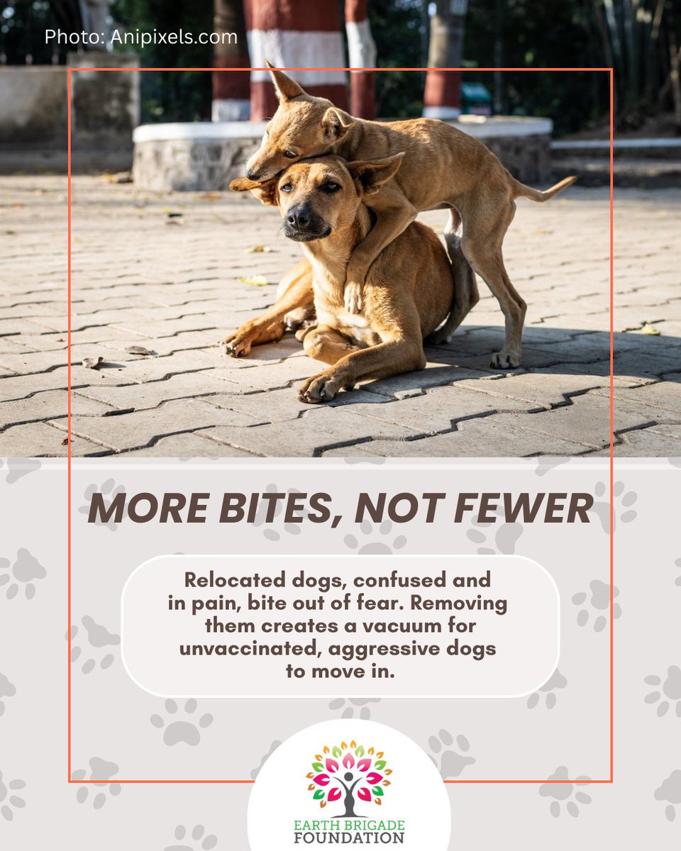 EarthBrigadeIN's tweet image. Take action now against stray dog relocation!

Email supremecourt@nic.in
cmdelhi@nic.in
cji@sci.nic.in

Sign petition: shorturl.fm/Y1pLt

#StrayDogs #ManekaGandhi #ABCProgram #AnimalRightsIndia #DogSterilisation #AnimalCrueltyIndia #AnimalRightsIndia #DelhiHighCourt