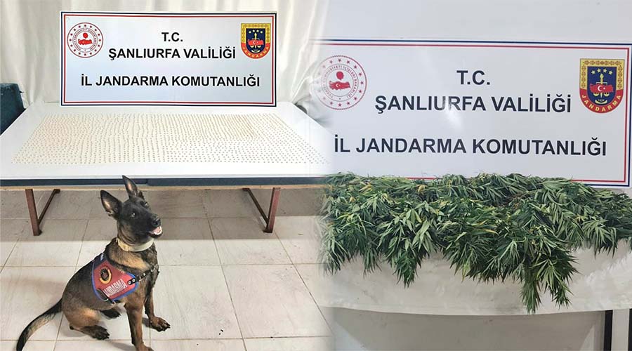 📍Siverek

🐕Binlerce uyuşturucu hap ve hint keneviri ele geçirildi - sivereksonhaber.com/48664/siverekt…

#şanlıurfa #siverek <a href="/UrfaValiligi/">T.C. ŞANLIURFA VALİLİĞİ</a> <a href="/siverekkaymakam/">SİVEREK KAYMAKAMLIĞI</a> <a href="/urfajandarma/">ŞANLIURFA İL JANDARMA KOMUTANLIĞI</a>