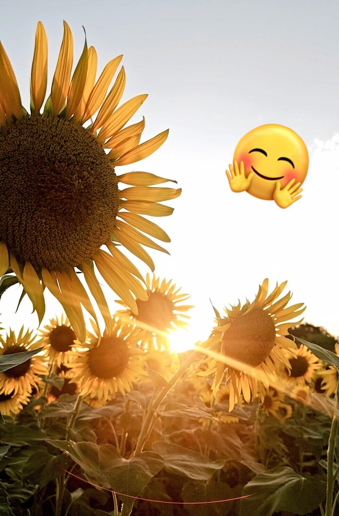 バイクとひまわり