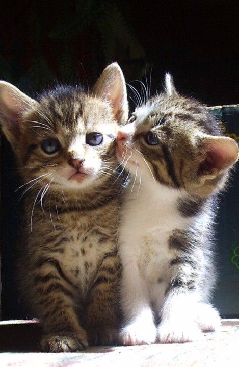 Le PDG de chez Whiskas surpris au bras de sa directrice de caminet lors d'un concert hommage aux Chats Sauvages. D'aucuns disent qu'il seraient félins pour l'autre.