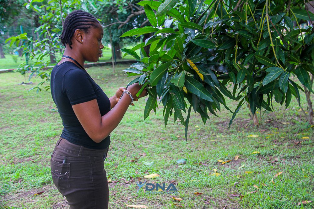 DNALCNigeria's tweet image. and DNA Extraction from Plants.

What an incredible experience for our emerging researchers! Day 3 is already underway, packed with more exciting discoveries.  Stay tuned for updates! #DNALCNigeriA #Genomics #SummerCourse2025 #ScienceForChange