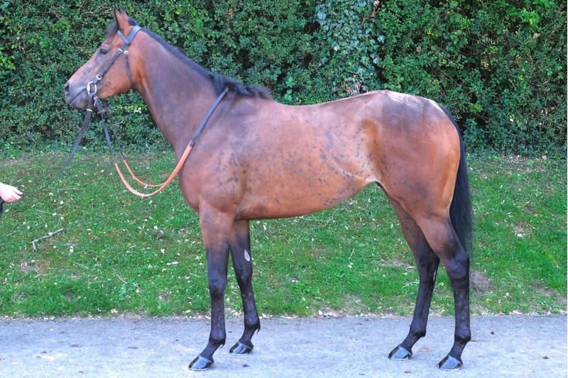 Tattersalls Online (@tatts_online) on Twitter photo #TattsOnline August Sale 𝐿𝐼𝑉𝐸 𝑈𝑃𝐷𝐴𝑇𝐸𝑆
Lot 25 𝐄𝐍𝐎𝐋𝐀 𝐇𝐎𝐋𝐌𝐄𝐒 31,000gns
Vendor: <a href="/JackJonesRacing/">Jack Jones Racing</a>
Purchaser: <a href="/ClaraStud/">Clara Stud</a>
View sale: bit.ly/4m4cqEX #TattsOnline August Sale 𝐿𝐼𝑉𝐸 𝑈𝑃𝐷𝐴𝑇𝐸𝑆
Lot 25 𝐄𝐍𝐎𝐋𝐀 𝐇𝐎𝐋𝐌𝐄𝐒 31,000gns
Vendor: <a href="/JackJonesRacing/">Jack Jones Racing</a>
Purchaser: <a href="/ClaraStud/">Clara Stud</a>
View sale: bit.ly/4m4cqEX