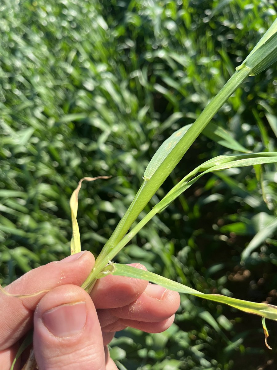 James Venning tweet media