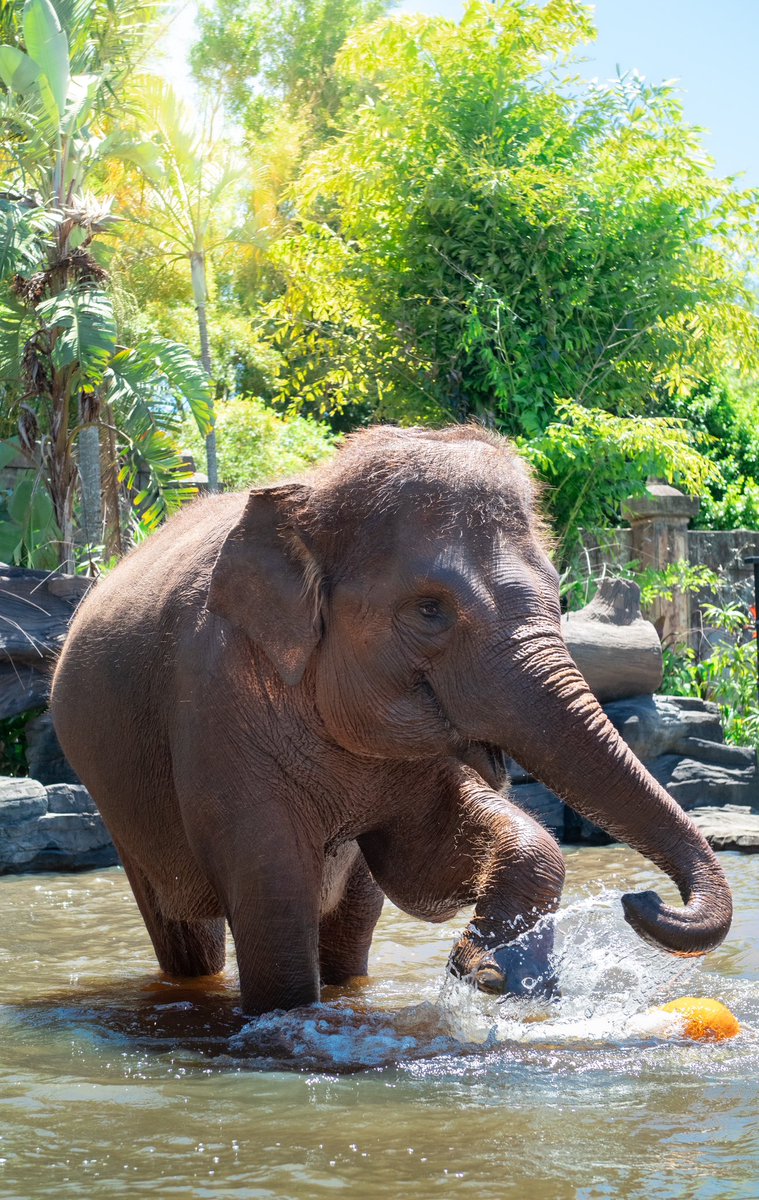Australia Zoo (@australiazoo) on Twitter photo Happy #WorldElephantDay 🐘 These gentle giants need all the help they can get. We’re proud to be doing our part both here at #AustraliaZoo and through our work with <a href="/wildwarriors/">Wildlife Warriors</a> 💚 It’s thanks to our guests we can continue this important mission!
#Wildlife #Conservation Happy #WorldElephantDay 🐘 These gentle giants need all the help they can get. We’re proud to be doing our part both here at #AustraliaZoo and through our work with <a href="/wildwarriors/">Wildlife Warriors</a> 💚 It’s thanks to our guests we can continue this important mission!
#Wildlife #Conservation