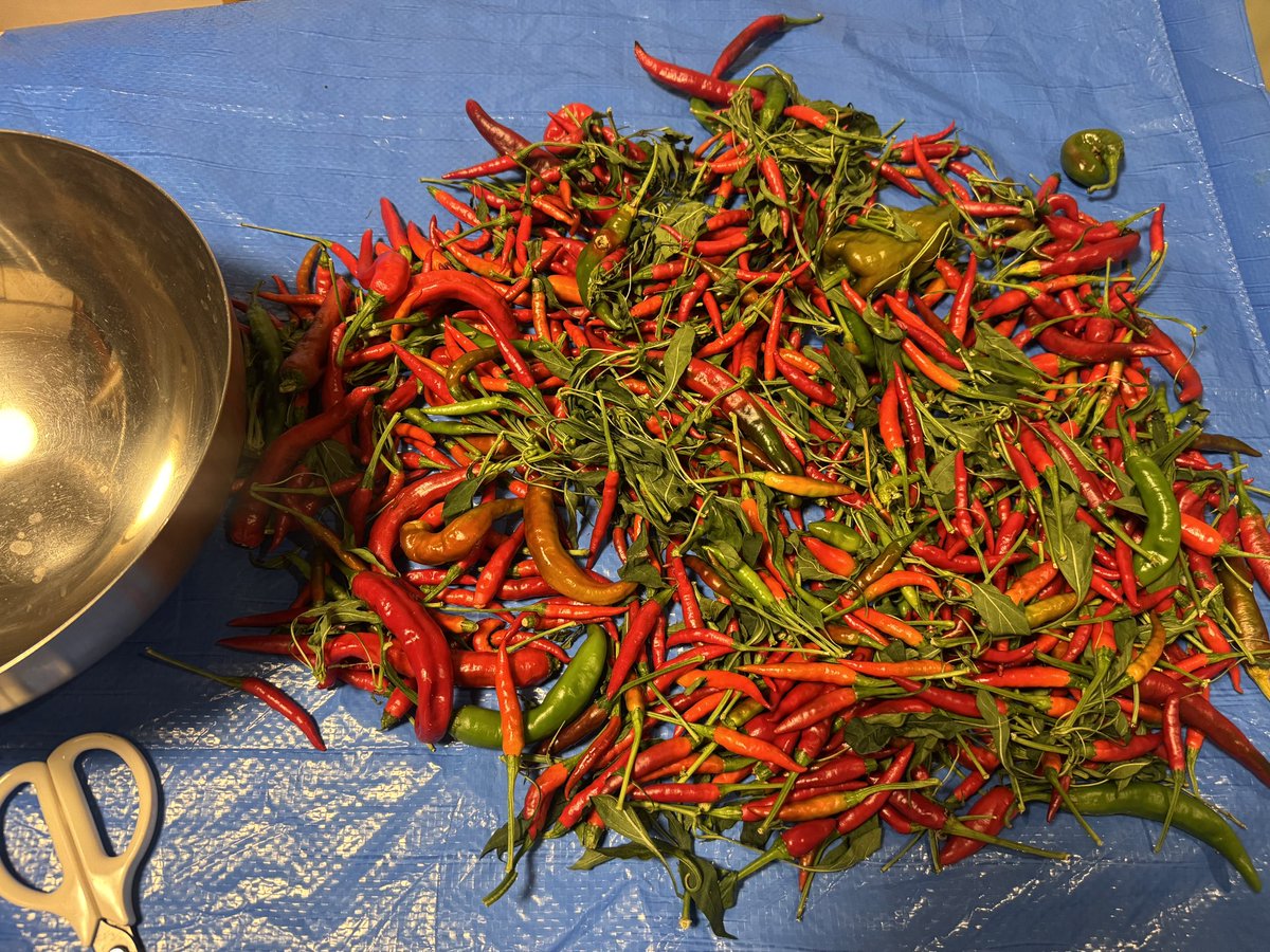 この作業は無心になれます
毎週これくらい採って食べてます🌶️