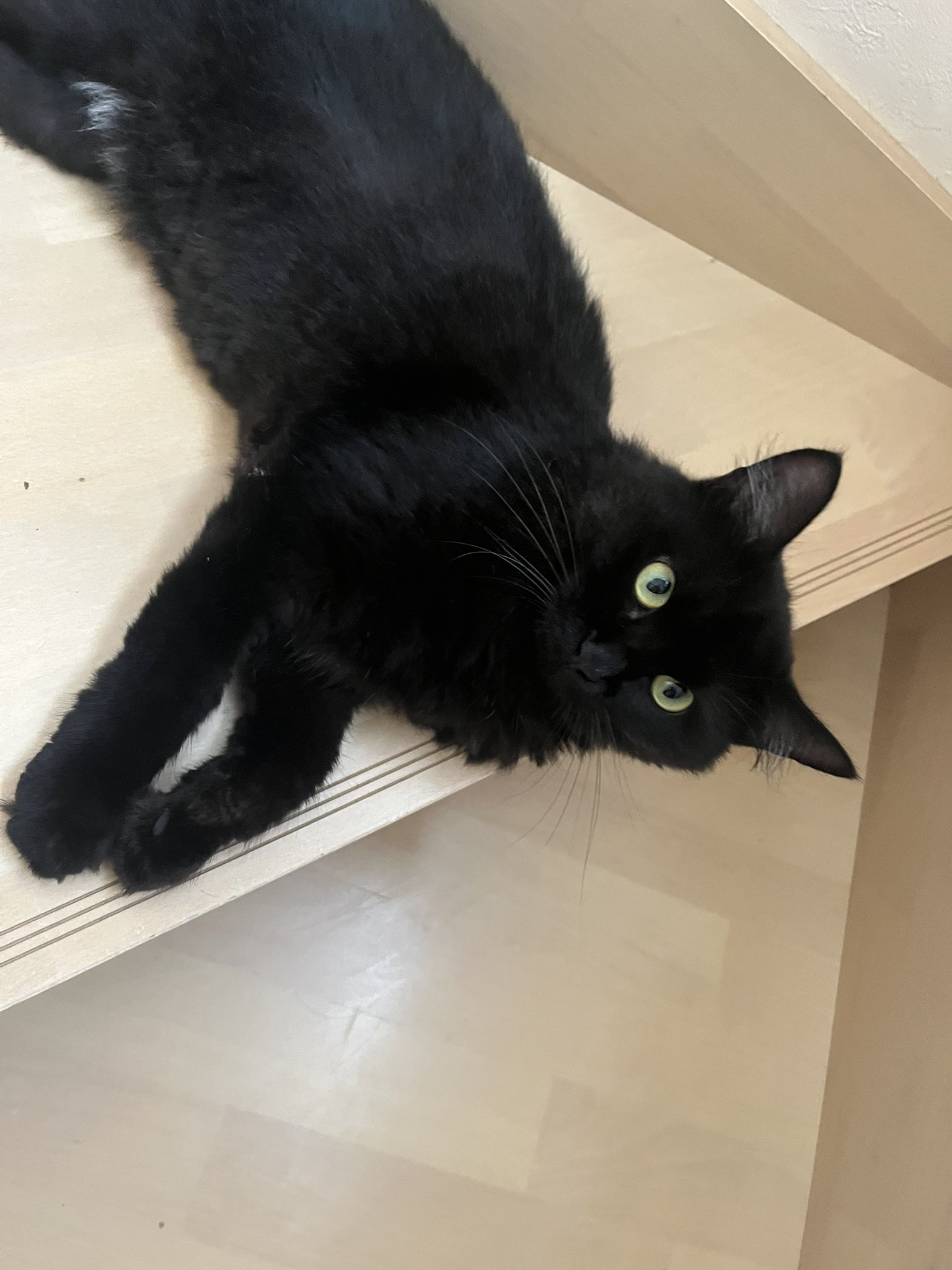 元黒猫 みな🪡🧵VOYAGE on X: 