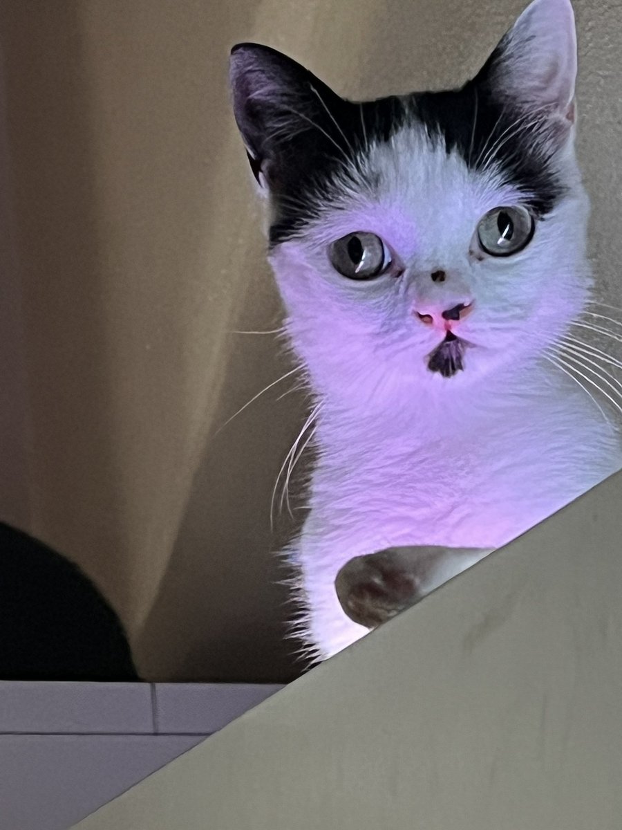 stfusoraa's tweet photo. Chegou a melhor altura do ano decidir que cosplay vou comprar para usar no iber (tenho 10 cosplays na cabeça e não fiz um photoshoot com o meu cosplay de Nilou) https://t.co/N7oQQdLRmM