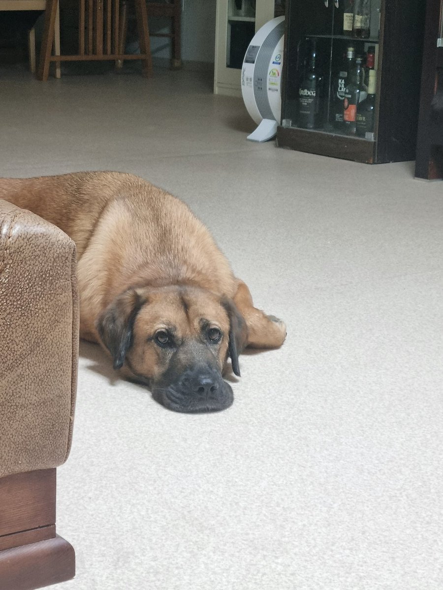 폭우 때문에 너무 습해서 집에 오리너구리가 들어왔어요