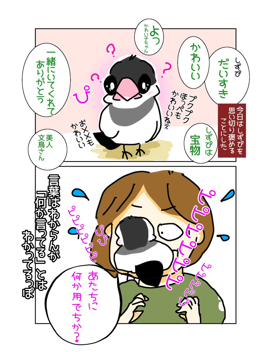しずぴに可愛い🩷と、いっぱい言ってみたら、顔めがけて飛んできた🐥🤣
#しずぴ #文鳥かわいい #まんが
#かわいい　#文鳥大好き