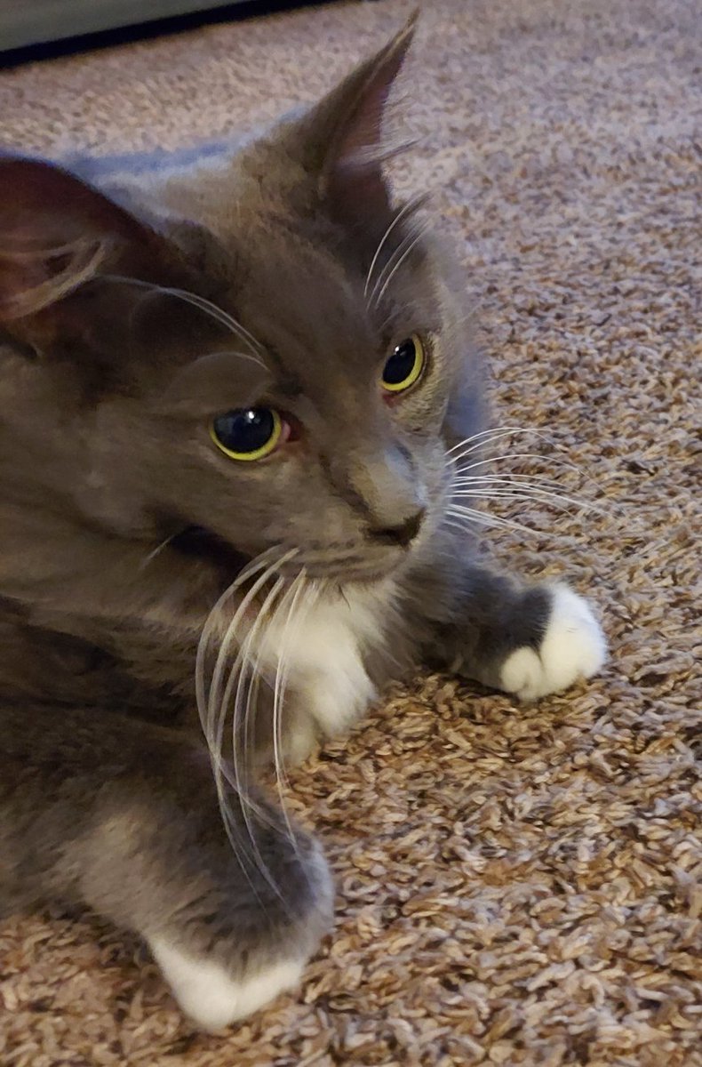 Poor little guy...the dilated pupils are a side effect from pain meds etc besides being wobbly he can't see well😔 but he's eating! So that's good😊