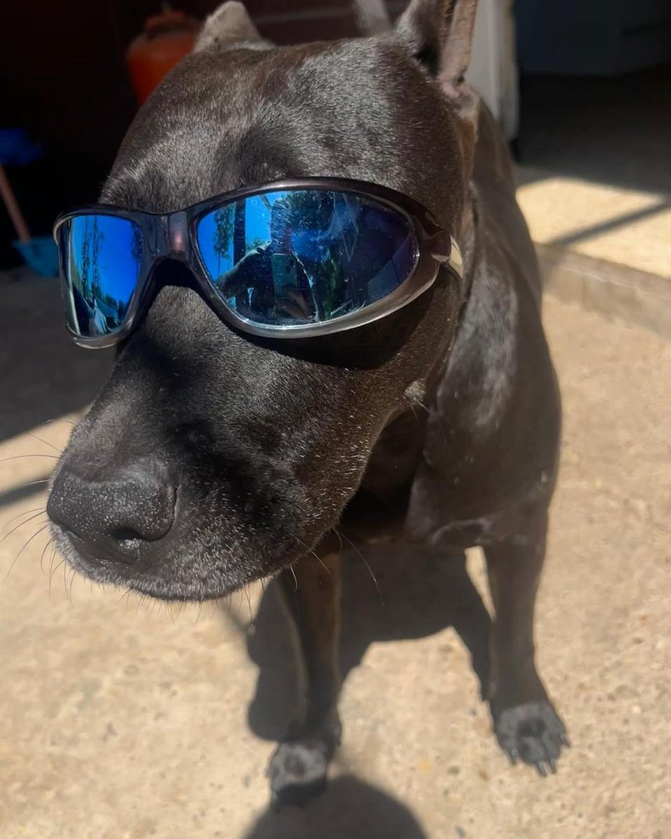 #Zaragoza
Mirad qué guapo está #BLACK con sus gafas a sus 7 años!! Es un precioso PPP de color negro; un perrete todoterreno. Corre Canicross, le gusta la montaña, es súper fotogénico y convive con más perros, ¿qué más se puede pedir?

Si quieres conocerlo solo tienes que