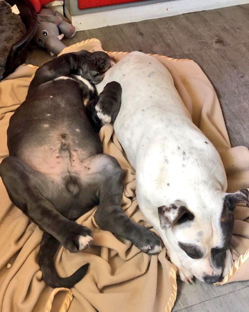 Retomber sur ça ;-)

Cc <a href="/SecretaireduBat/">lasecrétaireduBâtonnier</a>
On venait de rentrer de l'élevage et avec ta couverture 😊