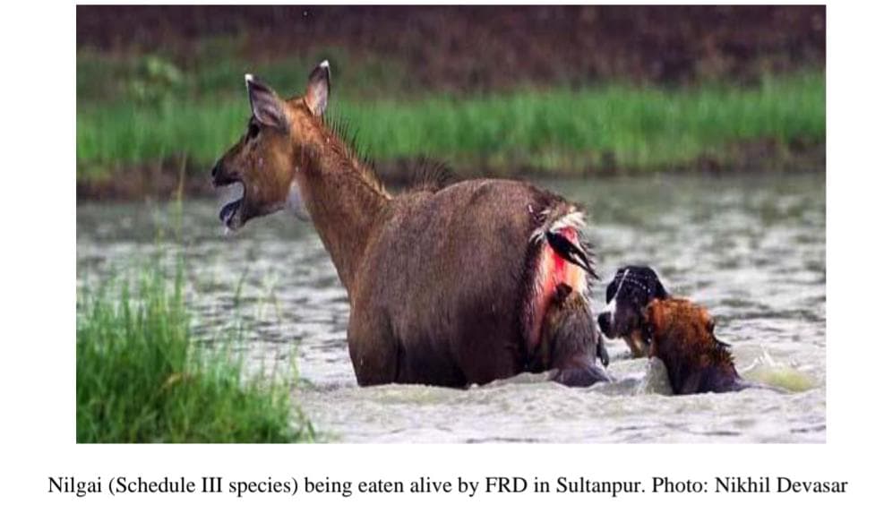 TASLIMASHEIKH5's tweet photo. Saving one species while letting others die isn’t love, it’s hypocrisy https://t.co/6dESQZoXsX