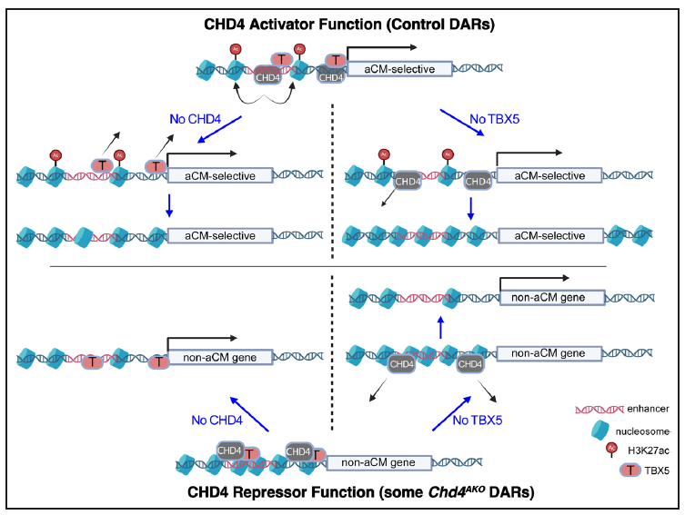 Proud to share our study on the role of CHD4 in atrial fibrillation, just out in Circulation. We identified a activating role for CHD4 and show that it is essential to maintain atrial rhythm homeostasis.