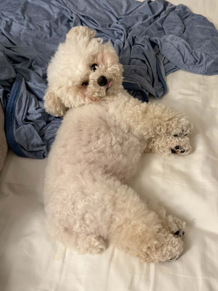 遊び疲れてイビキかきながら熟睡してた犬