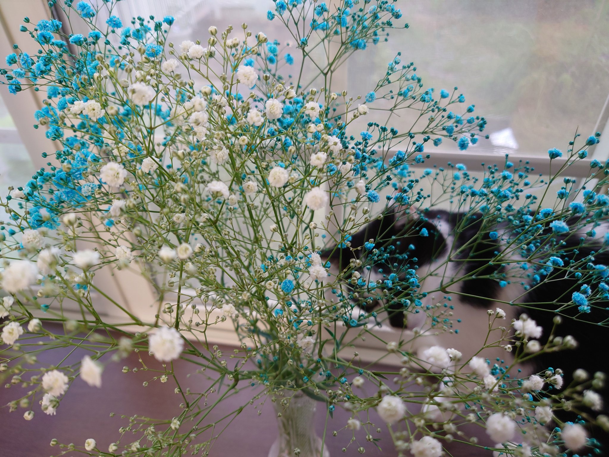 かすみ草ページ２ かすみ草 | GANREF