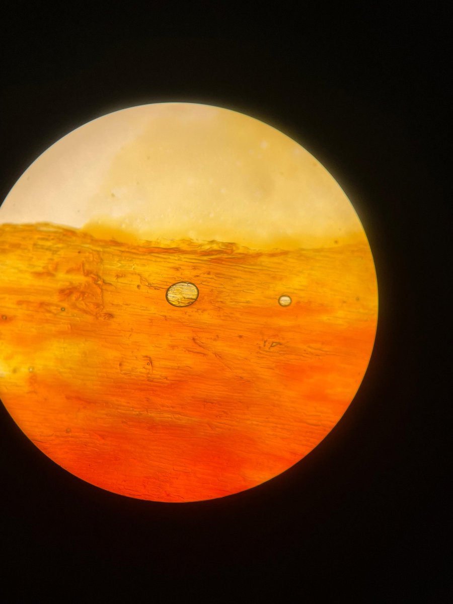 starkelly_'s tweet photo. a biologia é tão linda... https://t.co/tPIF6Jt0Lq