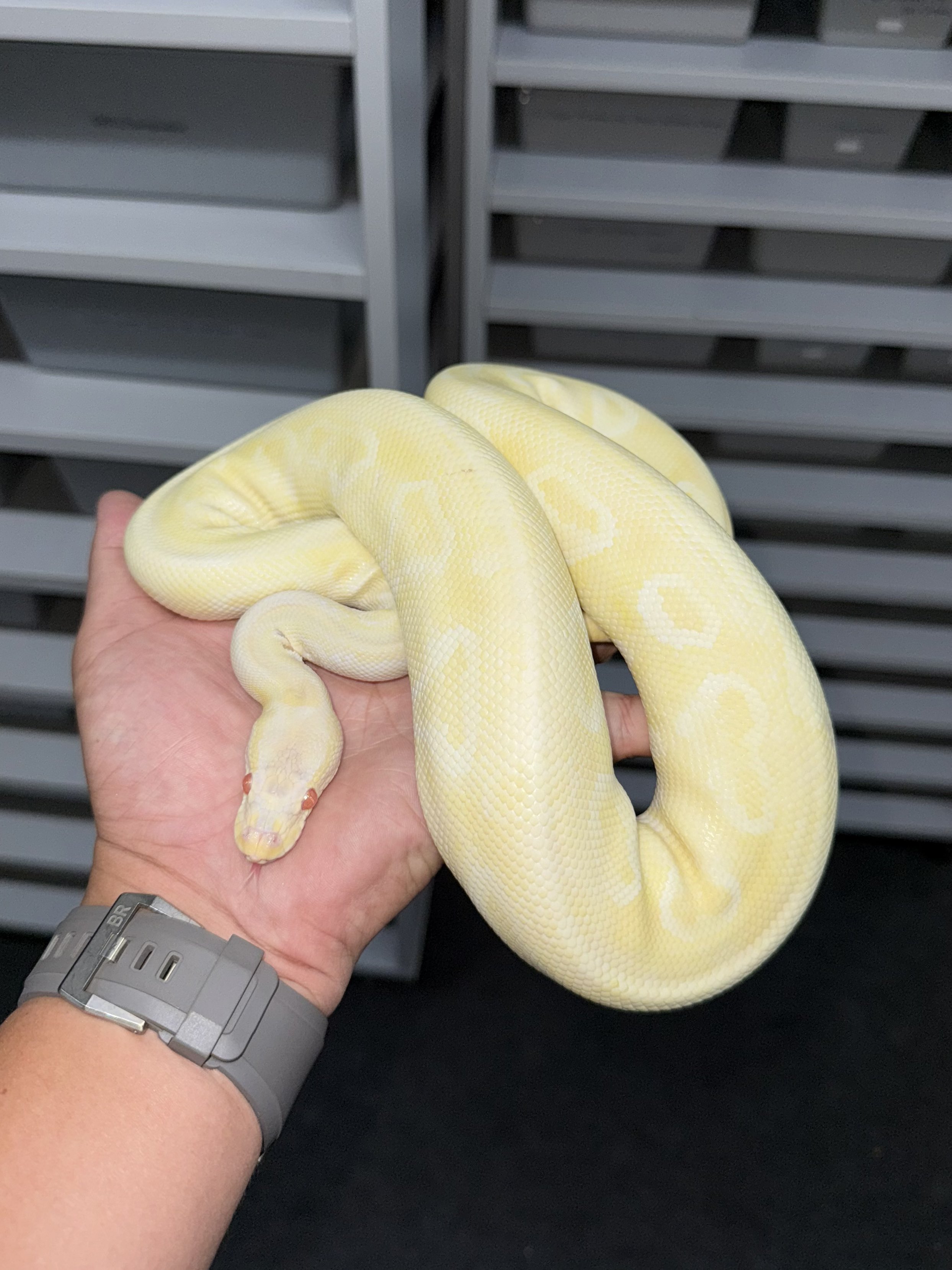 メル蛇 Nike Book 1 