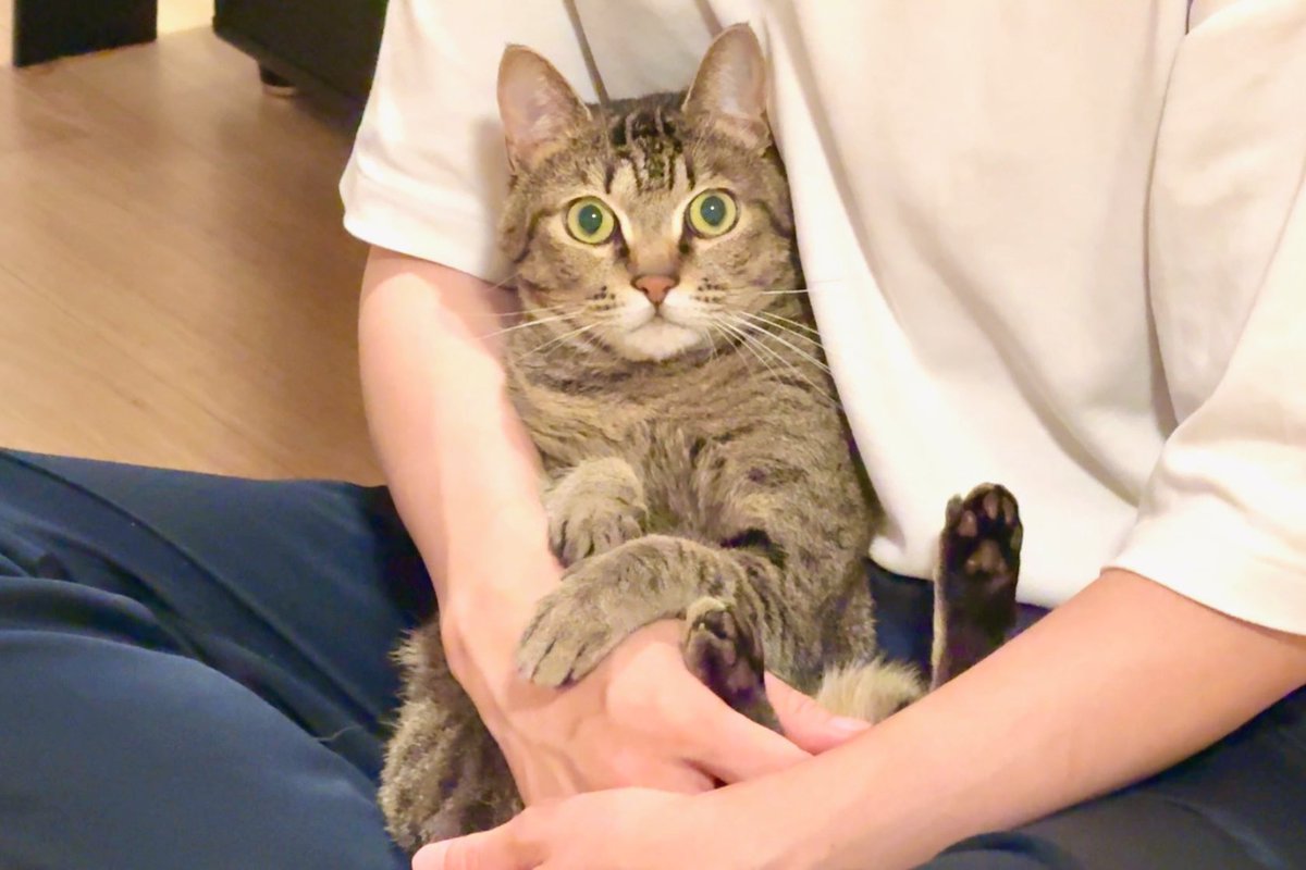 今日で4歳になりました！🎂

#保護猫