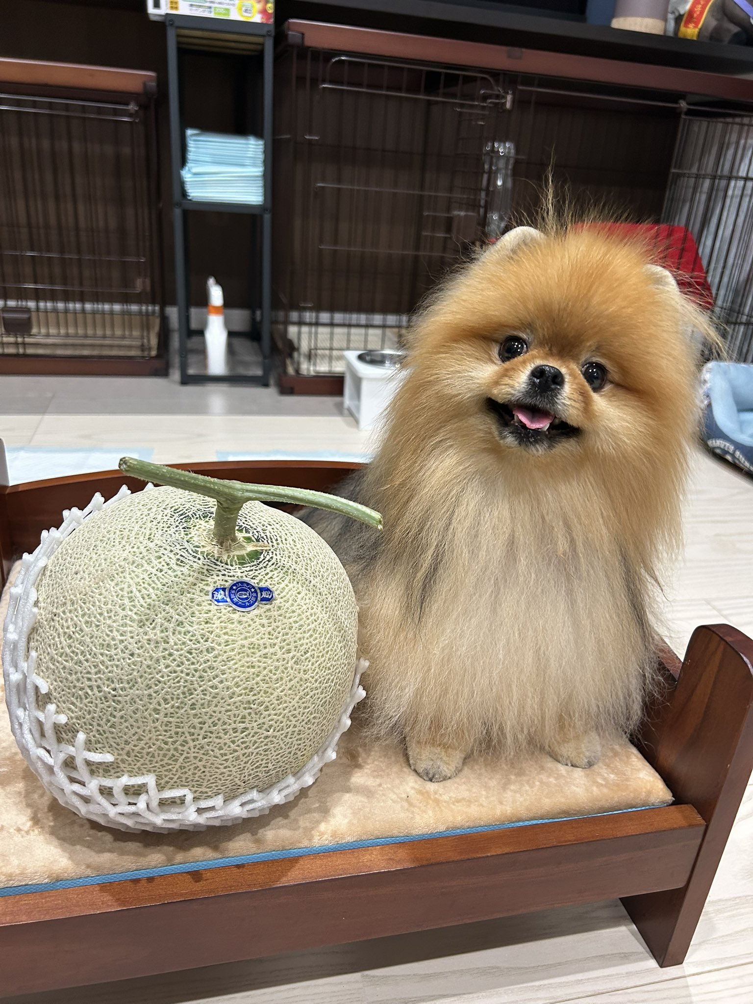 IBUKI🌱❤︎MELON🍈 on X: 