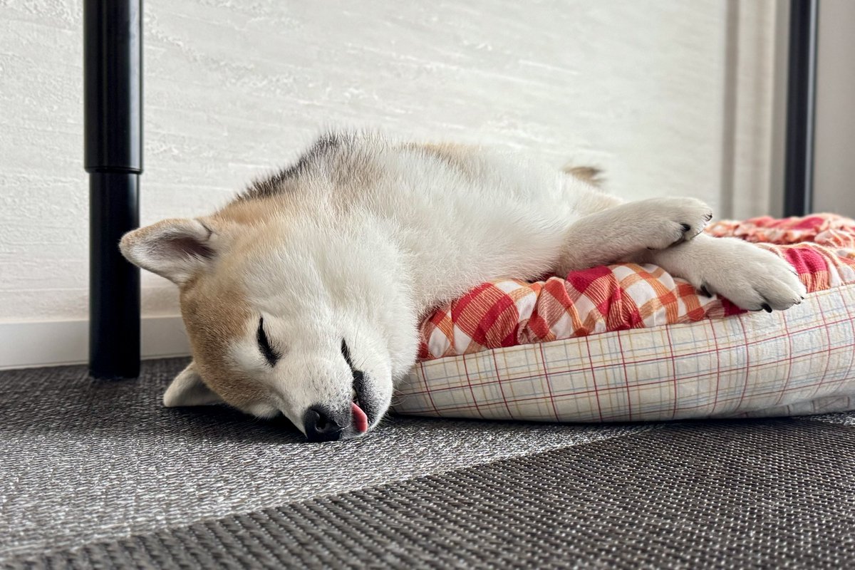 お盆休みも夏休みも無いけど、愛犬の寝顔が1番のご褒美😴💖