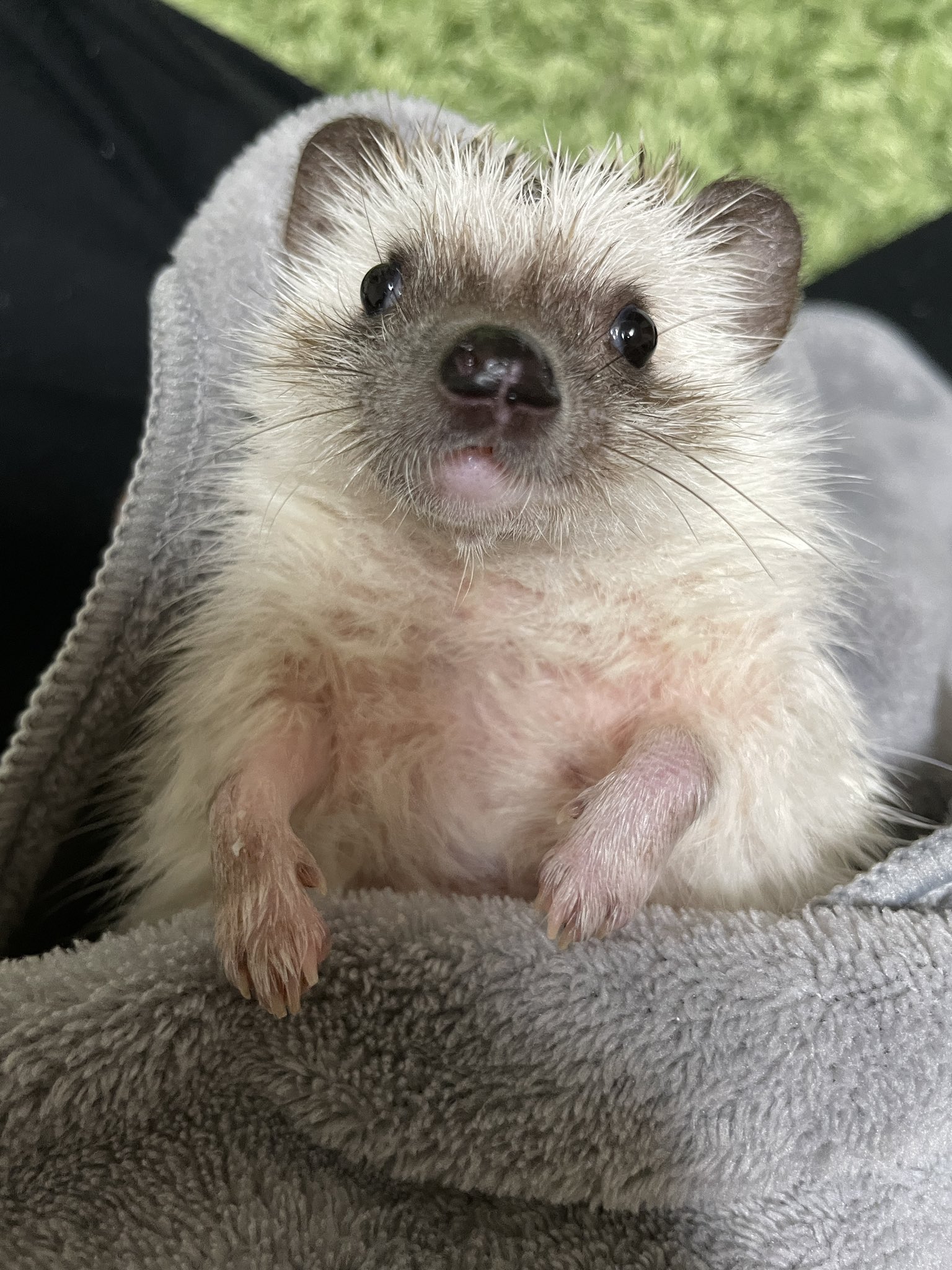 みゆ🦔の飼い主のX on X: 