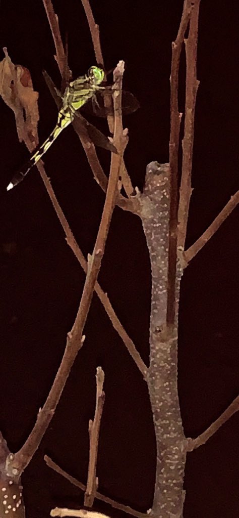 アンタァ立派になって…。
(´；ω；`)

世間ではご先祖様が帰ってくるんだけど
ウチではトンボが帰ってきました！！
ヽ(*＾ω＾*)ﾉ

#今　＃お盆　#トンボ
#輪廻展生 #無事　#ご帰還
#里帰り　#感動